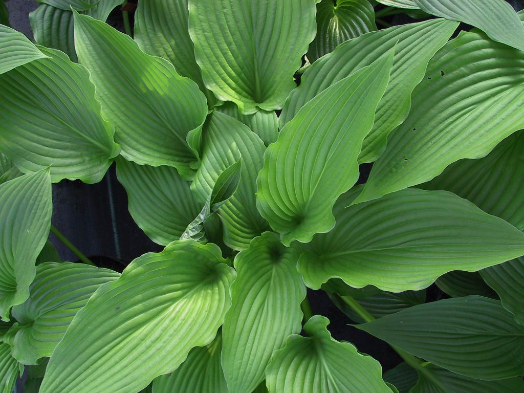 Hosta montana Praeflorens im Austrieb Ende Mai.jpg